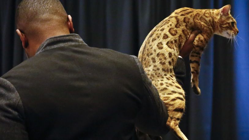 Cat breeder Anthony Hutcherson shows off a Bengal Cat during a press conference, Monday Jan. 30, 2017, in New York. The Bengal Cat will be featured at the 141st Westminster Kennel Club Dog Show in a non-competitive "meet the breeds" exhibition, where cats will be shown for the first time, Madison Square Garden, Feb. 13-14. (AP Photo/Bebeto Matthews)