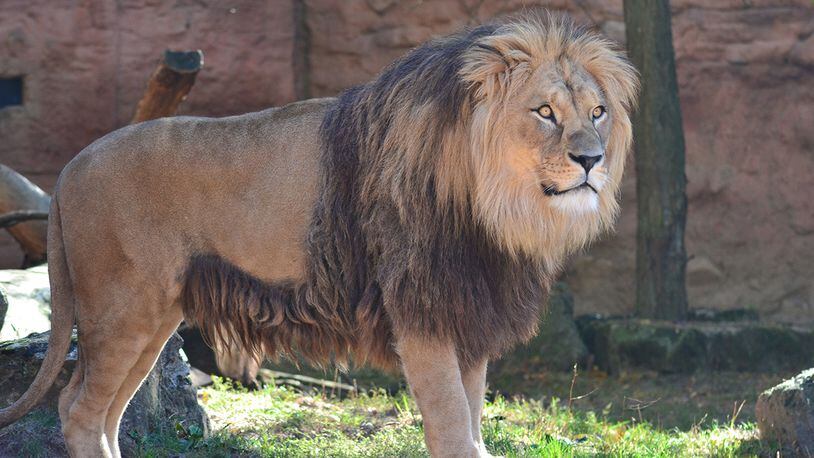 (File photo of lion via Pixabay)