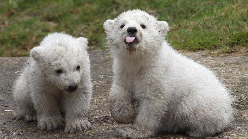 14 week-old twin polar bear cubs play during their first presentation to the media in Hellabrunn zoo on March 19, 2014, in Munich, Germany. The Columbus Zoo and Aquarium in Columbis, Ohio, welcomed a new polar bear cub Thanksgiving Day 2019.