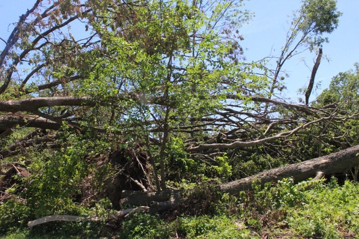 Photos: ‘extraordinary’ damage to parts of  Wegerzyn MetroPark, some parts mostly untouched
