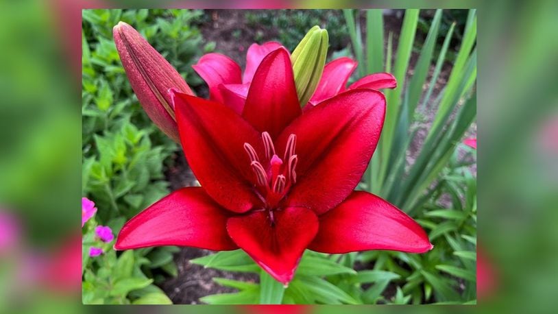 An Asiatic lily is blooming in mid-June in Oakwood. CONTRIBUTED