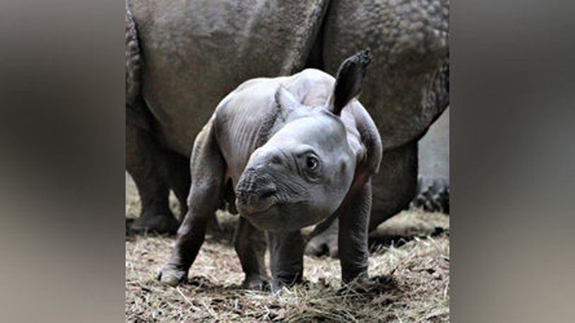 The Henry Doorly Zoo and Aquarium in Omaha, Nebraska, welcomed a new Indian rhino last week. The new calf was born to a pair of the zoo's adult rhinos on Aug. 30. It's the zoo's first successful rhino birth in its 120-year history.