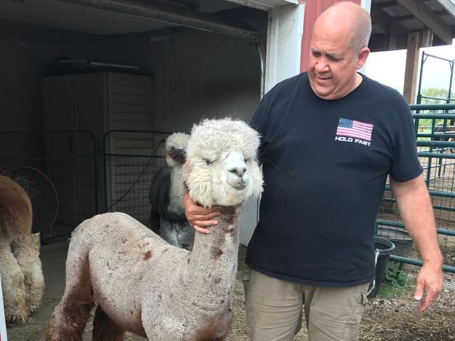 PHOTOS: Saturday is National Alpaca Day; look at these area cuties