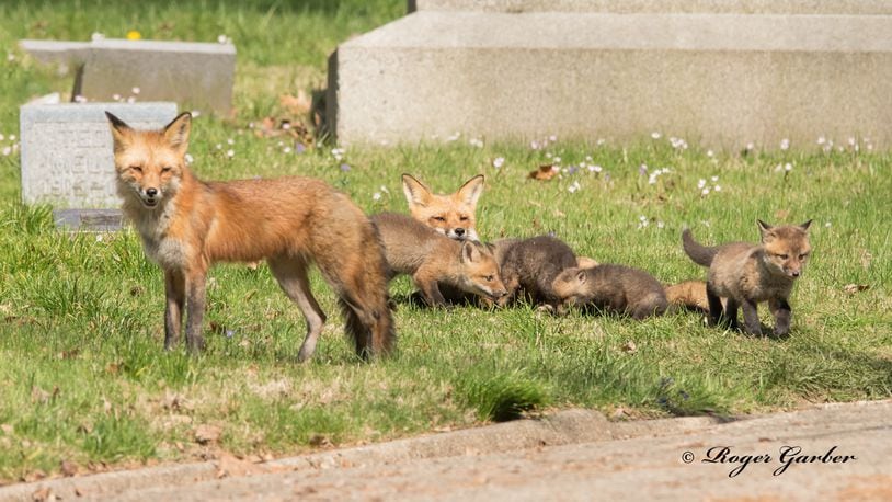 Roger Garber captured this photograph in April 2020 of a family of foxes surrounding a groundhog.