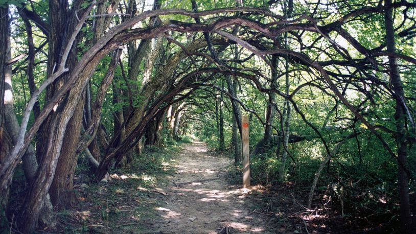 The Osage Orange Tunnel at Sugarcreek MetroPark. CONTRIBUTED