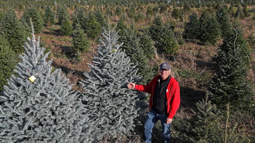 Ben Young is surrounded by acres of Christmas trees Friday at Carl and Dorothy Young's Cut Your Own Christmas Tree Farm. BILL LACKEY/STAFF