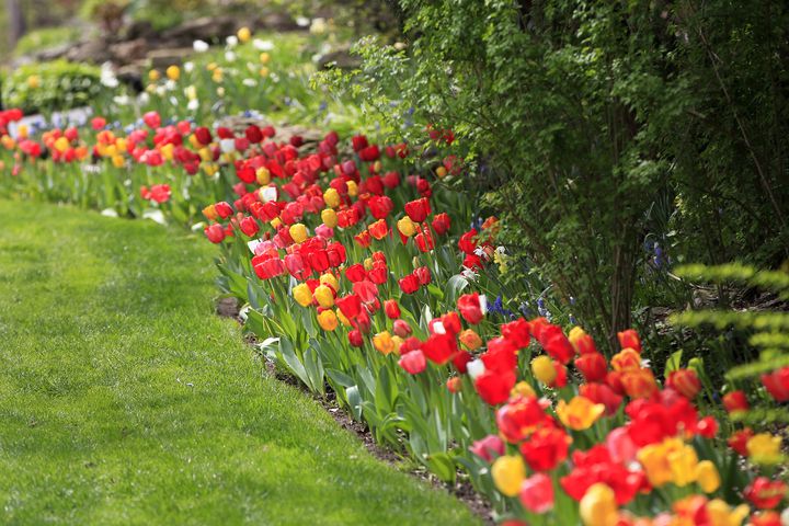 PHOTOS: Tulip time! Oakwood’s Smith Memorial Gardens is overflowing with colorful blooms