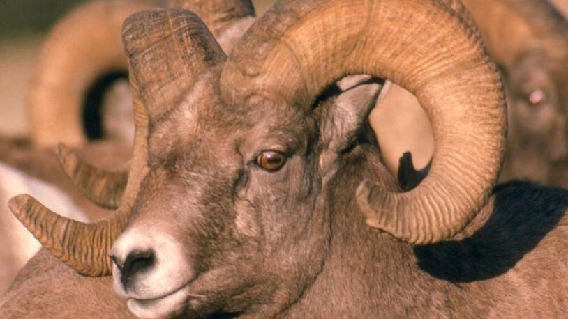 A Rocky Mountain bighorn ram turned out to be a world record-holder for a South Dakota man.