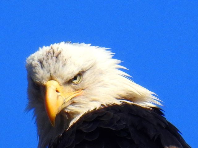 Carillon Park bald eagles
