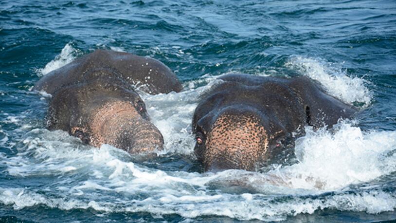 The Sri Lankan navy reportedly rescued two elephants that were swept out to sea.