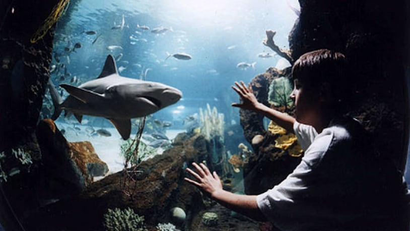 Coronavirus: Newport Aquarium announces plans to reopen