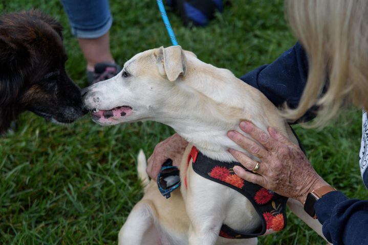 PHOTOS: Did we spot you at PetFest at Delco Park?