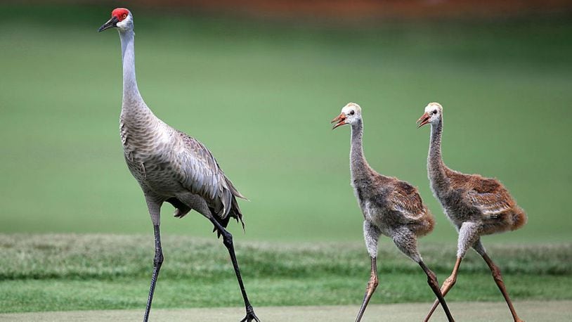 Sandhill cranes. File photo.  (Photo by Sam Greenwood/Getty Images)
