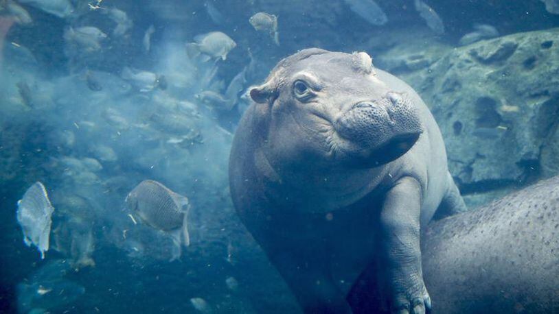 In this Tuesday, June 26, 2018 photo, Fiona, a baby Nile Hippopotamus swims in her enclosure at the Cincinnati Zoo & Botanical Garden, in Cincinnati. Now a half ton of fun, the Cincinnati Zoo's famed premature hippo is 2 years old.