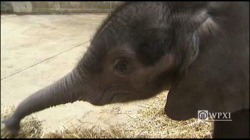 The Pittsburgh Zoo's five-week-old elephant calf made her public debut Friday, July 7, 2017.
