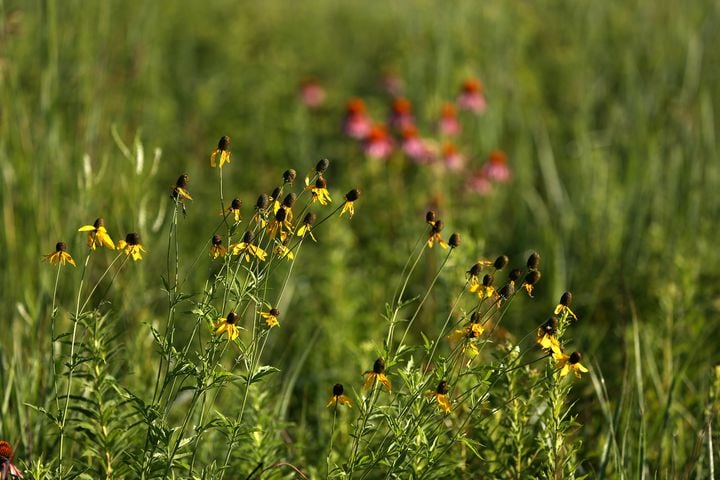 PHOTOS: Huffman Prairie State Natural Landmark is a ‘palette of many colors’