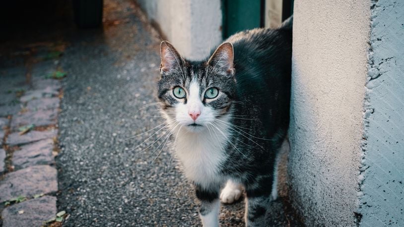 A cat rescue is hiring someone to take over looking after felines on a Greek island (not pictured). (Photo by Thomas Millot on Unsplash