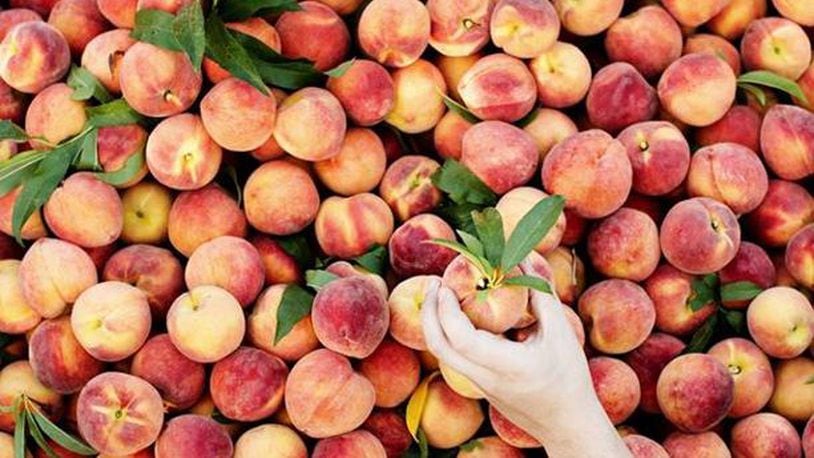 Here’s some juicy news – it’s time to reserve your order from The Peach Truck for summer pick-up in 2021. CONTRIBUTED PHOTO