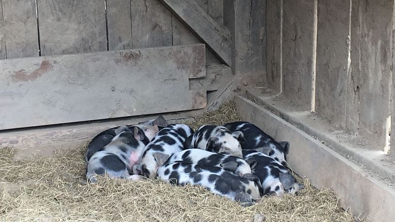 Carriage Hill MetroPark recently had two mamma Spot Pigs give birth to two litters of eight piglets. The public can visit the piglets for about another month before the piglets are moved to other locations.
