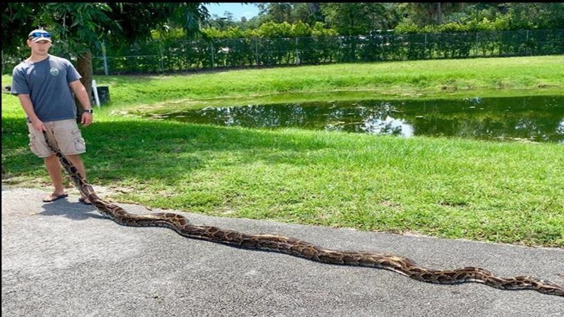 A Burmese python measuring nearly 18 feet long was caught Monday in southwest Florida.