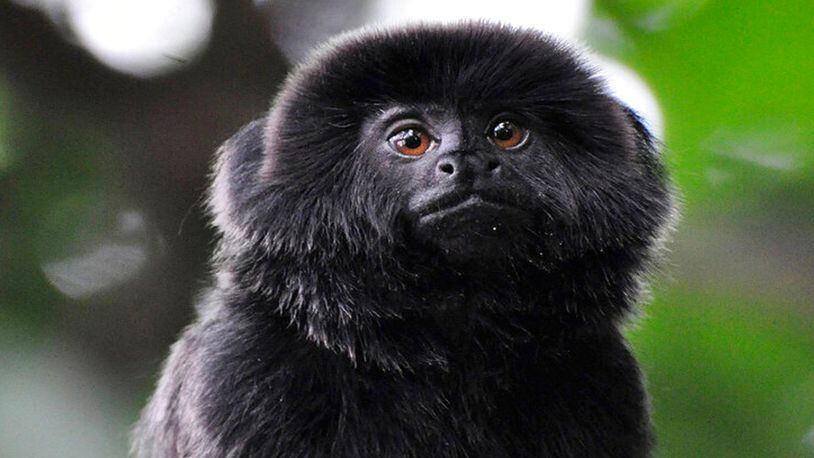 In this undated photo provided by the Palm Beach Zoo, a rare Goeldi's monkey, sits on a branch at an enclosure at the Palm Beach Zoo, in West Palm Beach, Fla. Police said one was stolen Monday, Feb. 11, 2019, from the zoo. Kali, the missing monkey, was returned late Tuesday.