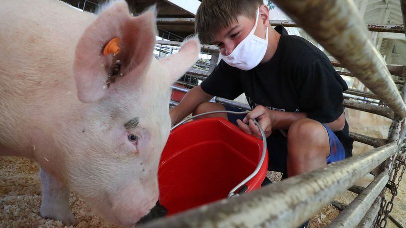 Carter Adkins, 12, gives his pig some water Tuesday as he waits to show at the Clark County Fair. Fair, such as the Preble County Fair, that start after July 31 can only have a junior fair, per new restrictions announced this week. BILL LACKEY/STAFF