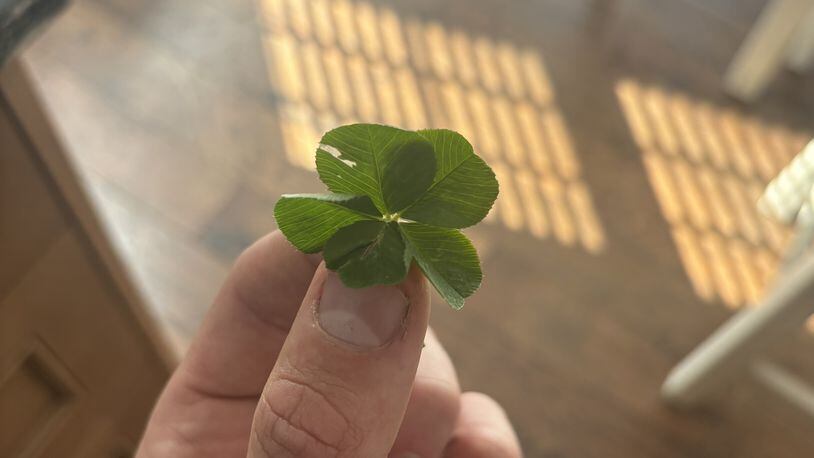 This five-leaf clover was found by Roger Shoemaker, 25, who owns local landscaping company The Yard Picasso | CONTRIBUTED