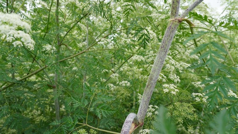 Poison hemlock stem with purple blotches. CONTRIBUTED