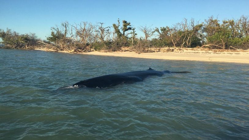 The carcass of a rare Bryde's whale was found in the Everglades National Park. (Photo: Everglades National Park)