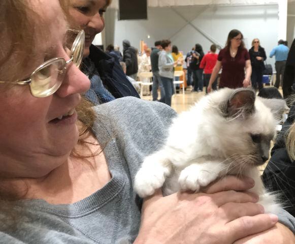 SEE: Cute kitties from Dayton Cat Fanciers Show