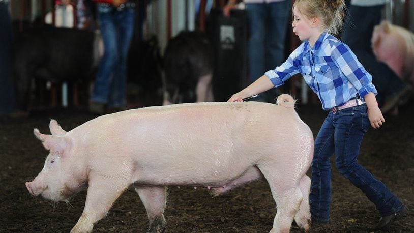 Klaycee McGuire, 5, of Eaton, shows her hog in the middle weight Barrow class Wednesday, July 14, 2021 at the Montgomery County Fair. MARSHALL GORBY\STAFF