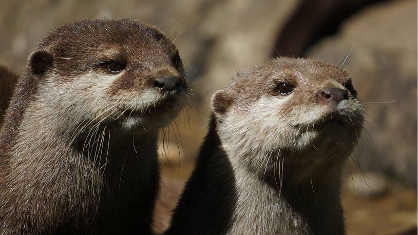 For the first time, otters have been sighted in downtown Milwaukee.