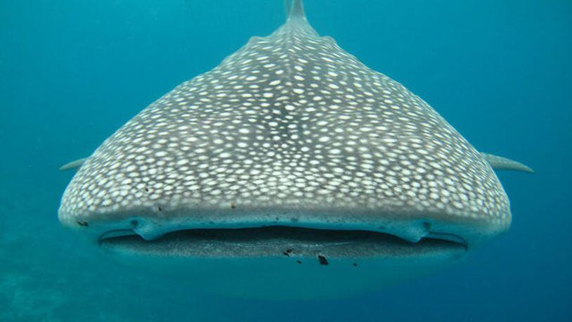 A whale shark, similar to one a fisherman spotted off the coast of Virginia over the weekend, in a rare sighting. The whale shark is the largest fish in the sea, growing as large as 40 feet and weighing as much as 20 tons.