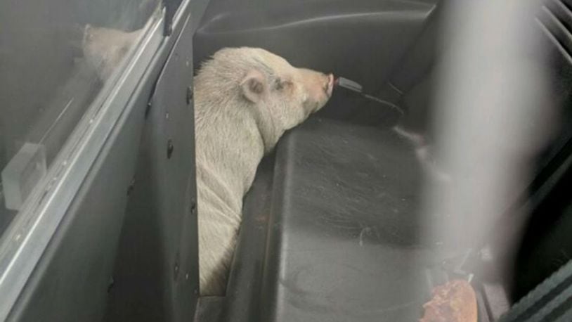 An officer used leftover pizza to lure a runaway pig into his cruiser. (Photo: Xenia Police Department)