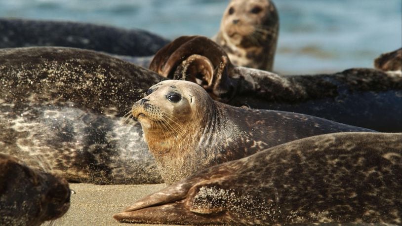FILE PHOTO:  Harbor seals watch for danger at Children's Pool Beach in La Jolla, California. A seal was recently spotted as far south as Florida.