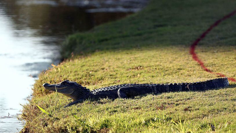 FILE PHOTO: A neighbor’s pet alligator escaped and was found wandering a Michigan neighborhood. (Photo: Sam Greenwood/Getty Images)