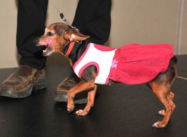 Did we spot you at Dogs on the Catwalk?