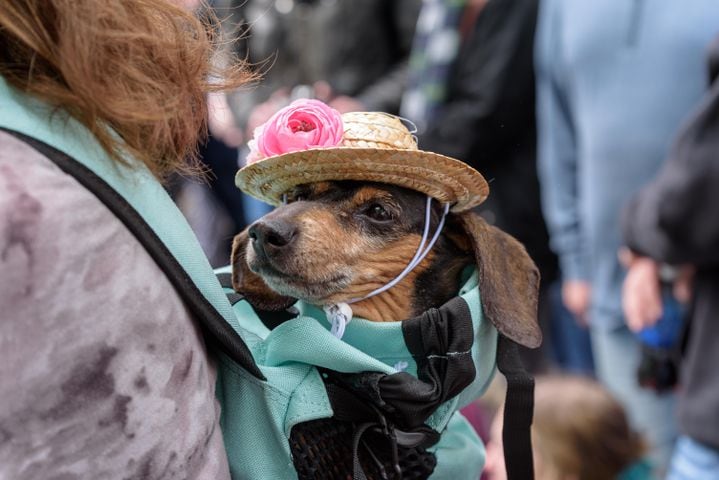 PHOTOS: Did we spot you at the Derby Day Wiener Dog Race in The Oregon District?