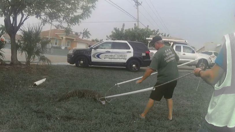 A 7-foot alligator was removed from a storm sewer after it was heard hissing in the drain. (Photo: Screengrab via Cape Coral Police)