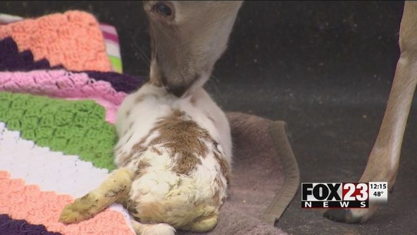 Scooter the rabbit and Andy the deer are a real-life Thumper and Bambi.