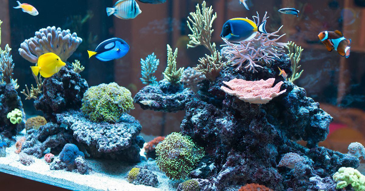 Decomposing torso in missing man’s fish tank center of ongoing mystery
