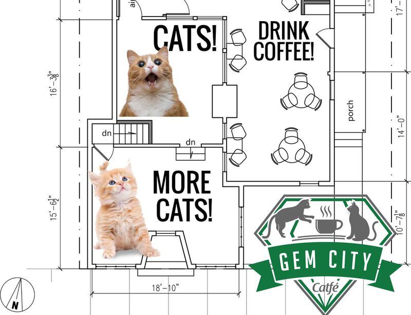 Dayton Cat Cafe is hiring purristas | Dayton OH