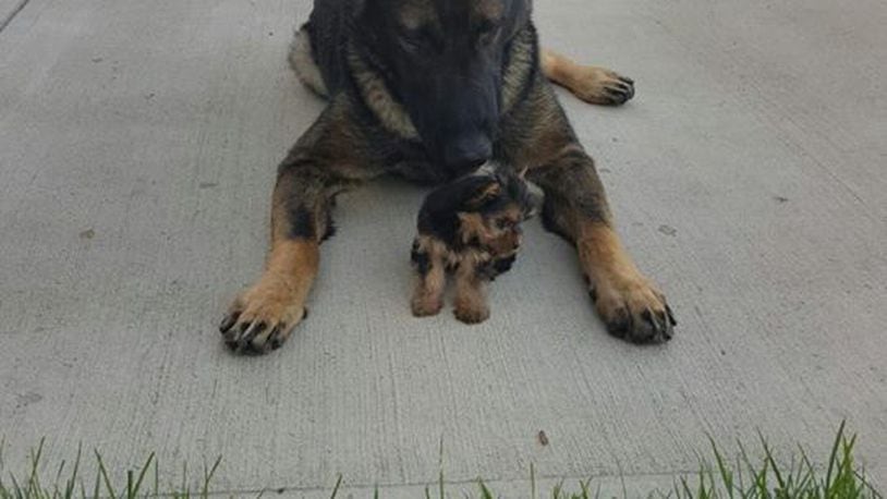 Middletown K9 officer Chase with his new “sister pup.” MIDDLETOWN POLICE/CONTRIBUTED