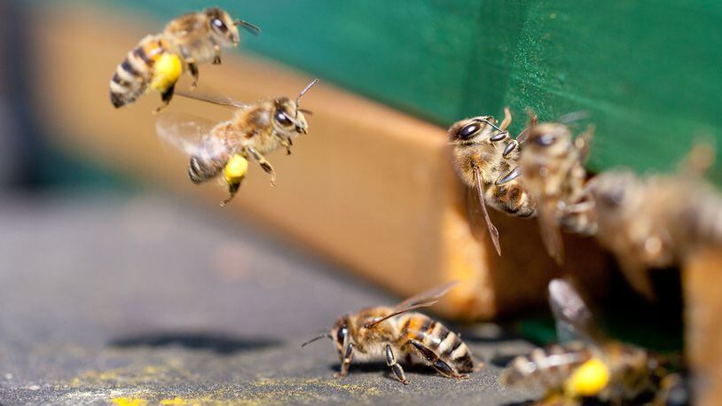 Honey Bees Flying Into Beehive Bringing Pollen