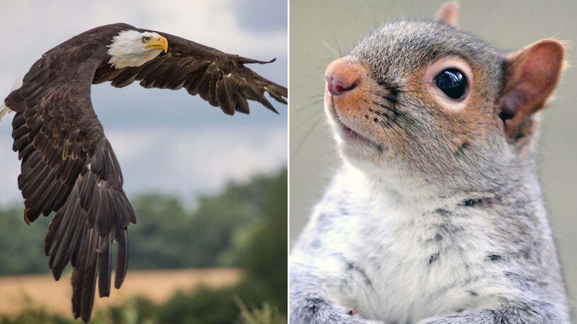 A bald eagle and a squirrel, similar to these images, squared off in a tree in Lincoln, Maine, Monday and a photographer just happened to be at the ready with his camera.
