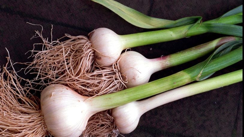 Not only do garlic, onions and leeks require little room to provide plenty for a family, they also are easy to grow - if you prepare the soil first. (Jonathan Wilson/Philadelphia Inquirer/MCT)