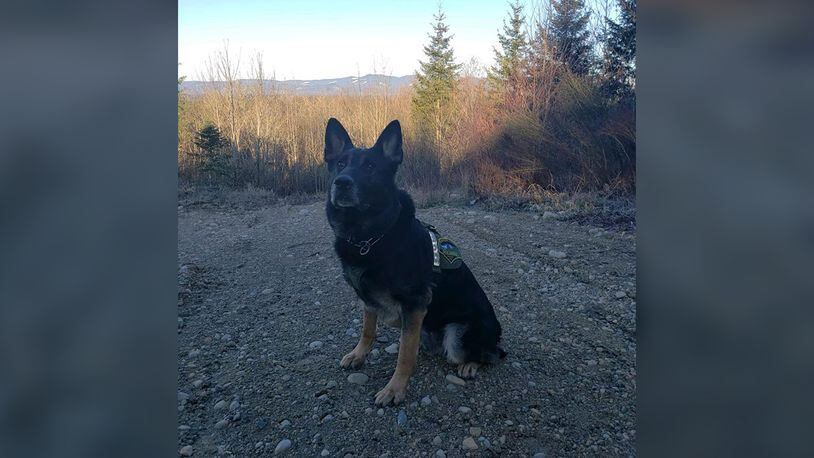 Thurston County Sheriff's Office said its K-9, Jaxx, helped track down a vehicle theft suspect.
