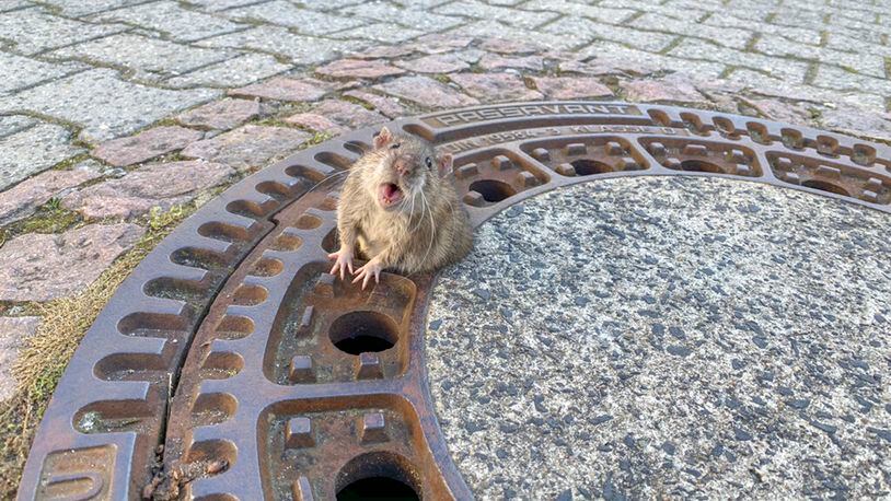 Volunteer firefighters and members of an animal rescue organization freed a rat stuck in a manhole cover in Bentheim, Germany.
