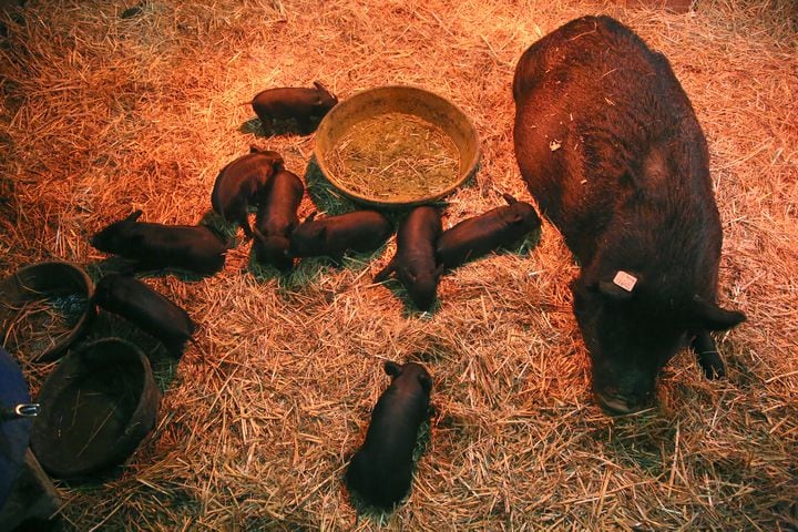 PHOTOS: AWWW! Sleepy mini goats and adorable lambs among the Aullwood Farm babies