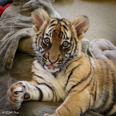 PHOTOS: Fall in love with Cincinnati Zoo babies